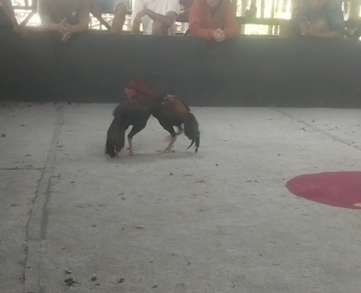 DUGAAN SABUNG AYAM KEMBALI BEROPERASI DI RAWANG, WARGA DESAK APARAT BERTINDAK